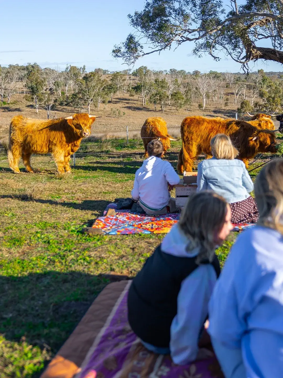 A family sitting together on a picnic rug with the Highland cows