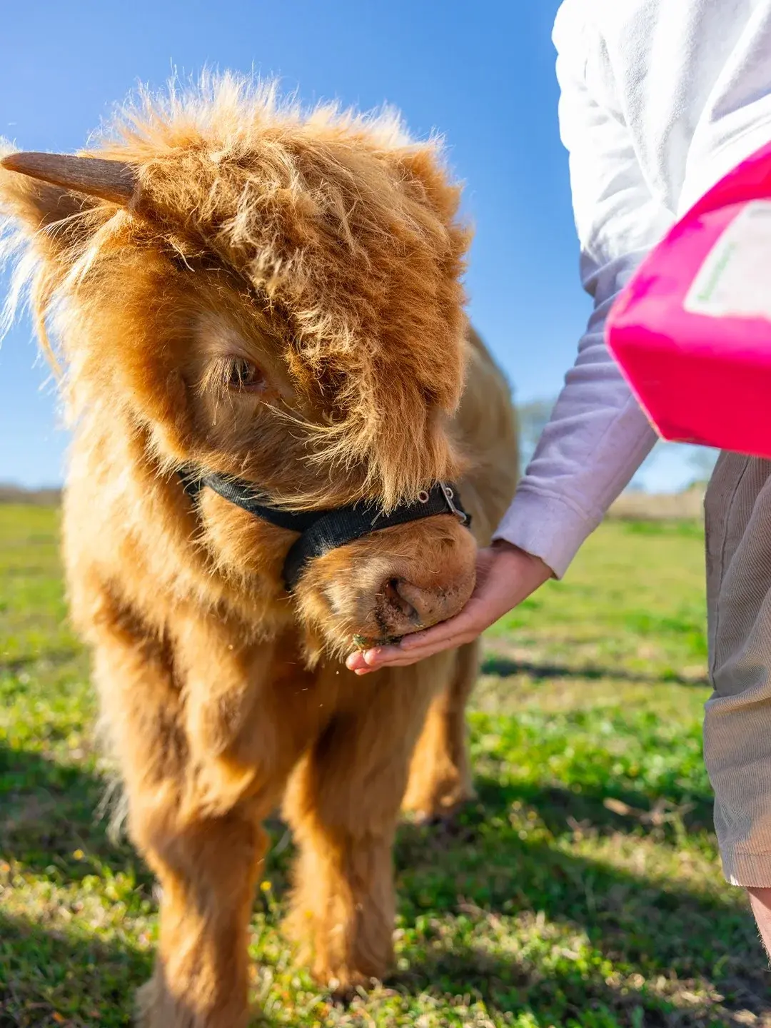 A Highland calf taking feed from a hand