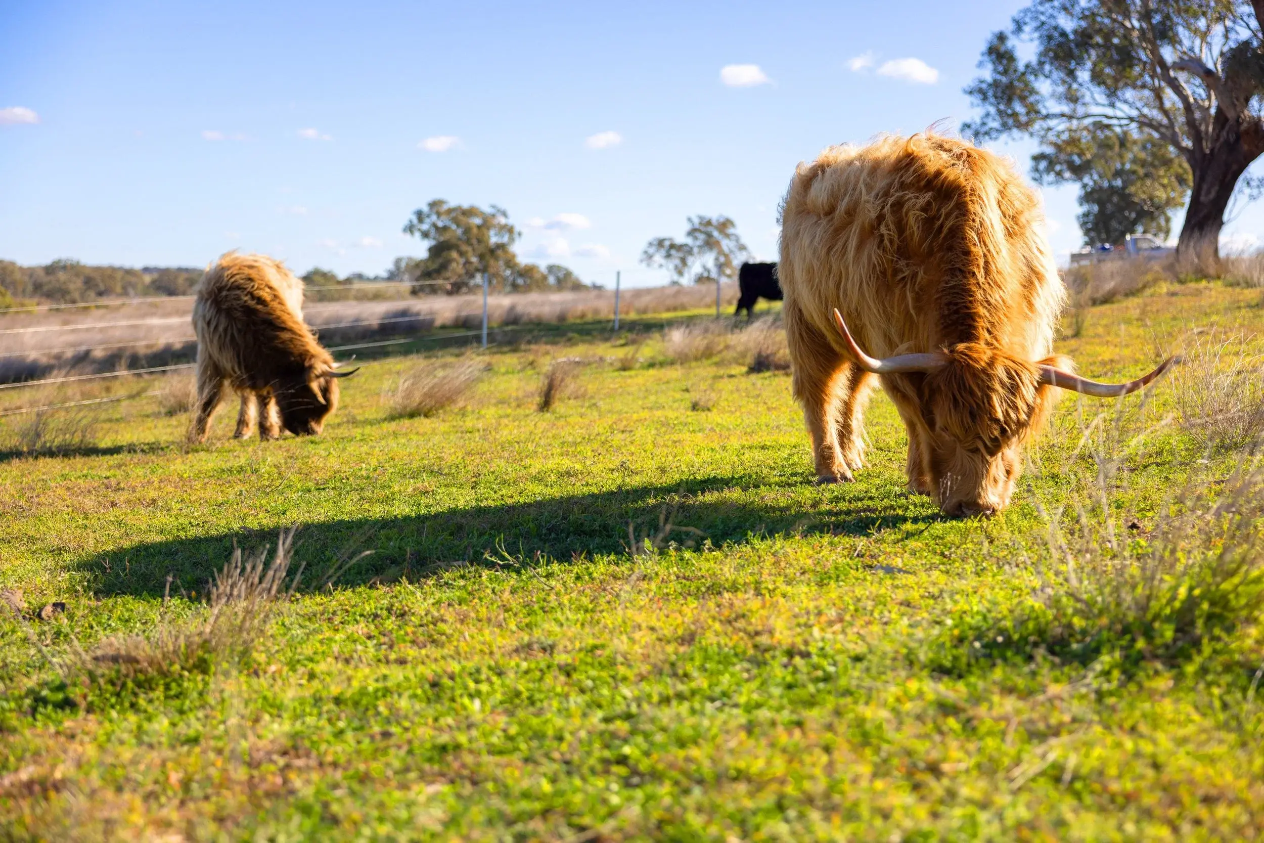 Highland cows grazing in the green paddock at Ravenhill Reserve