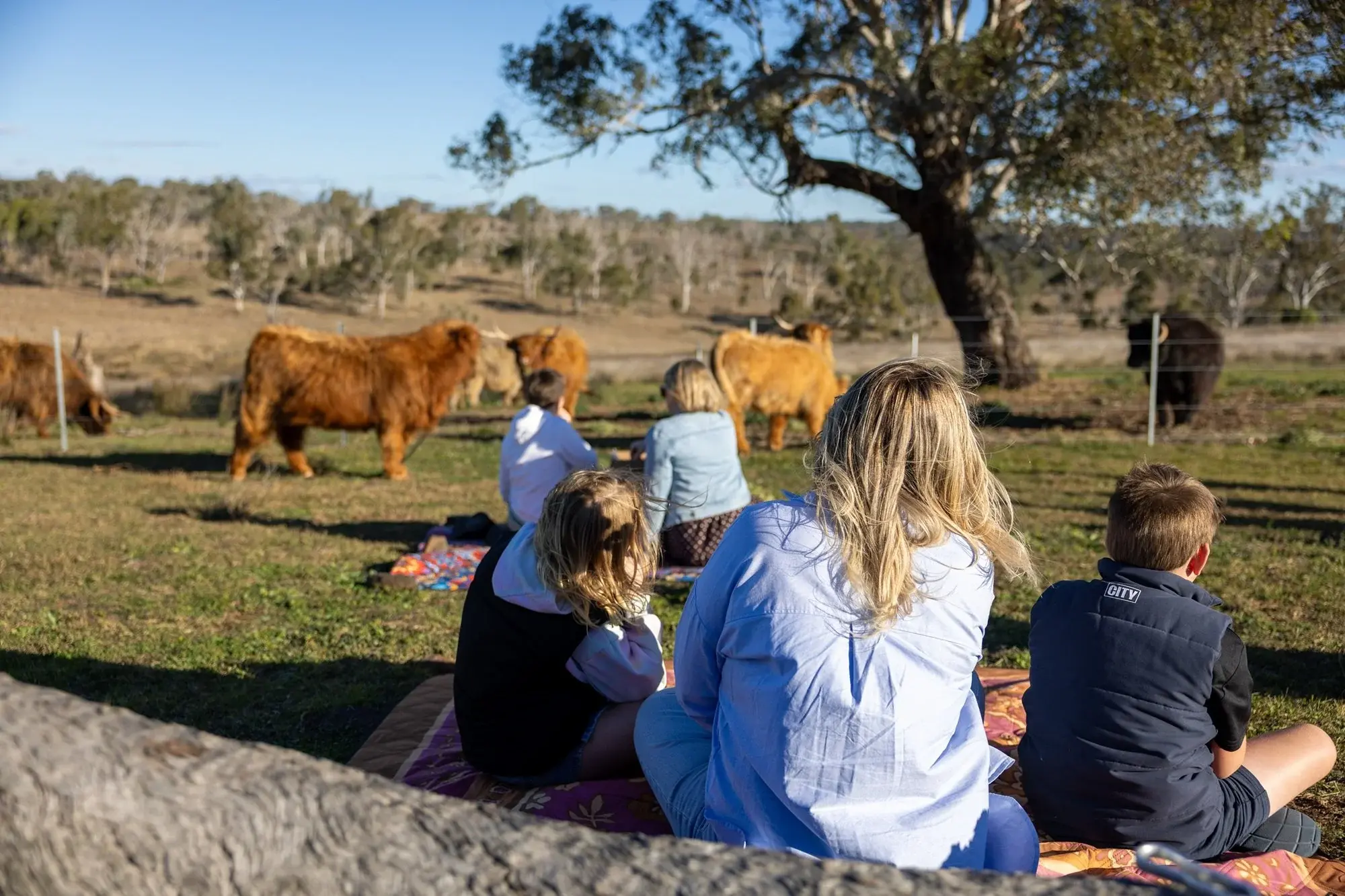 Families sitting on picnic rugs in the paddock beside the Highland cows